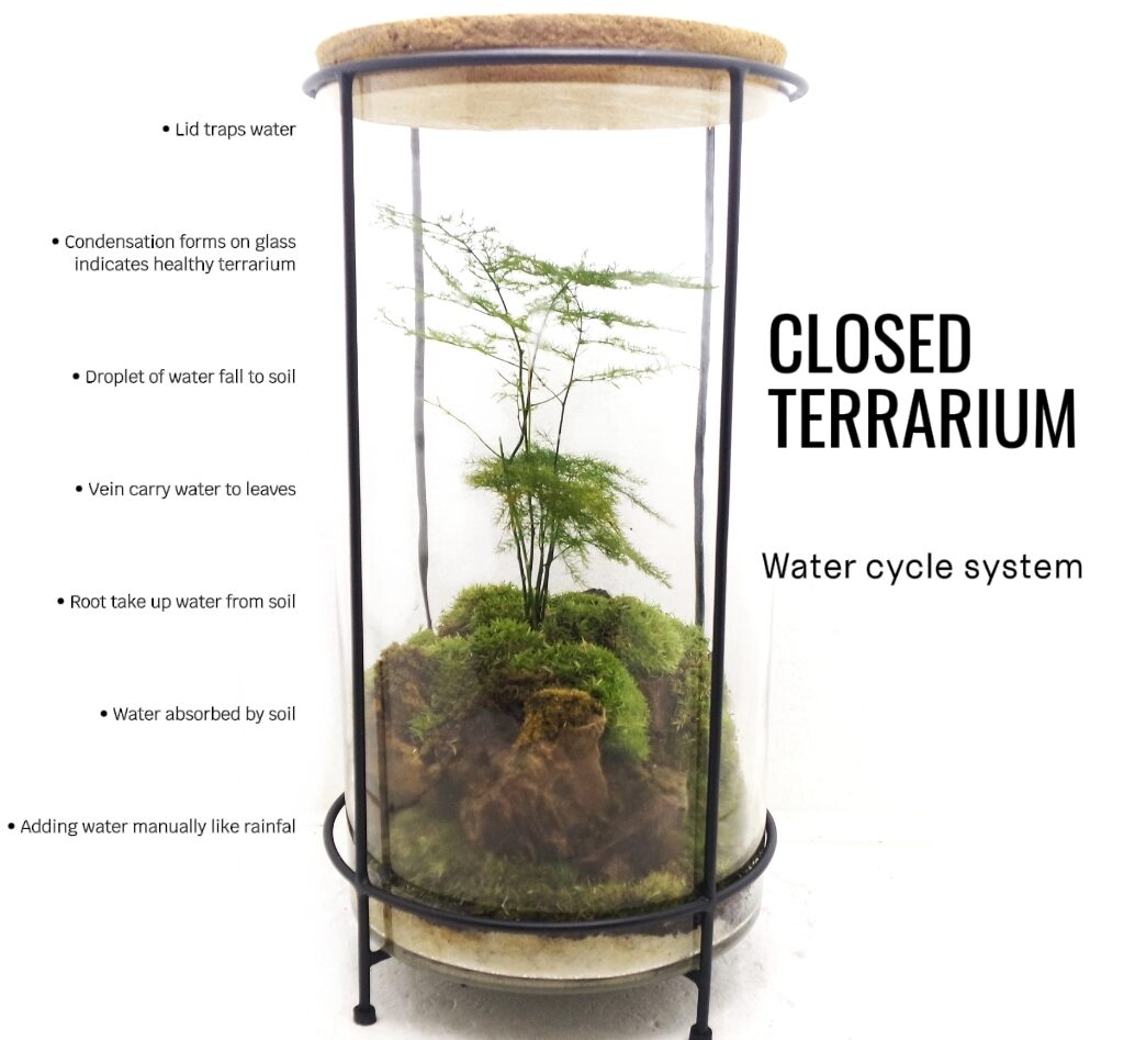 Closed Terrarium Water Cycle