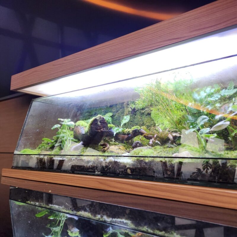Premium custom closed terrarium for interior
