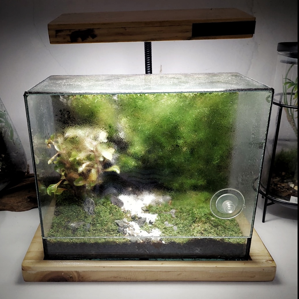 Closed Terrarium