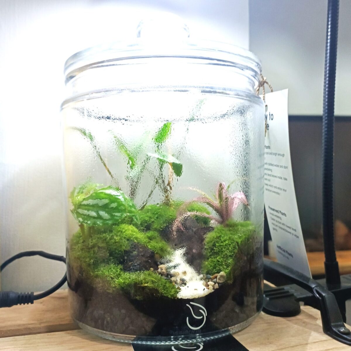 Jar Closed Terrarium