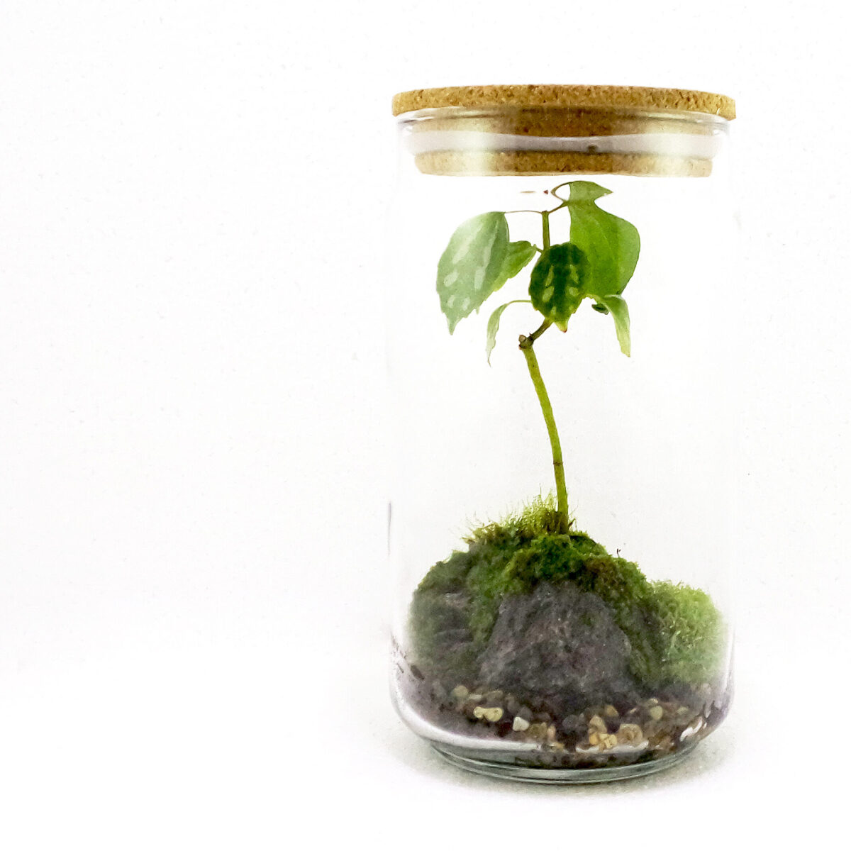 Cork Lid Jar Closed Terrarium